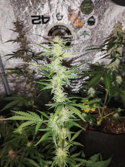 Druhý cyklus. Week 6