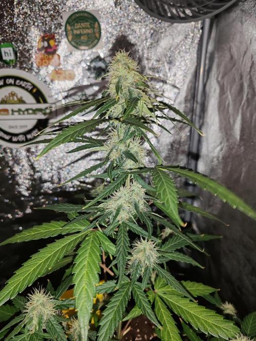 Druhý cyklus. Week 6