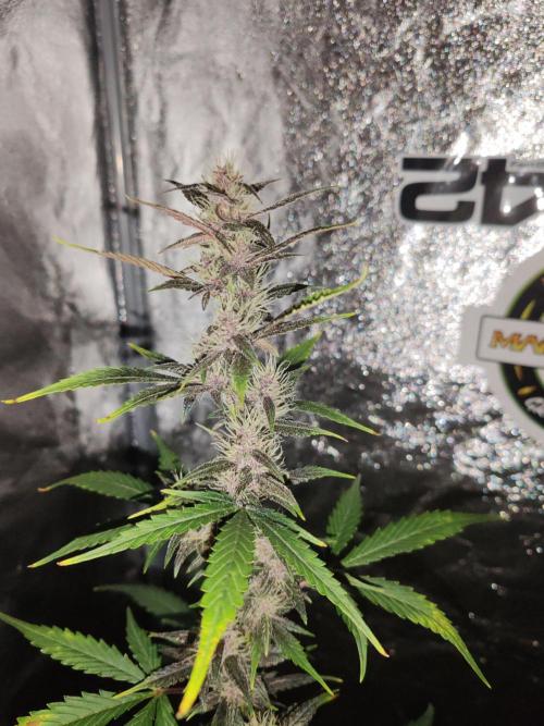 Druhý cyklus. Week 6