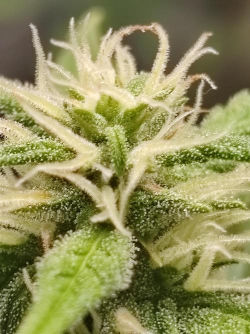 Druhý cyklus. Week 7