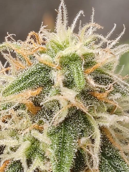 Druhý cyklus. Week 7