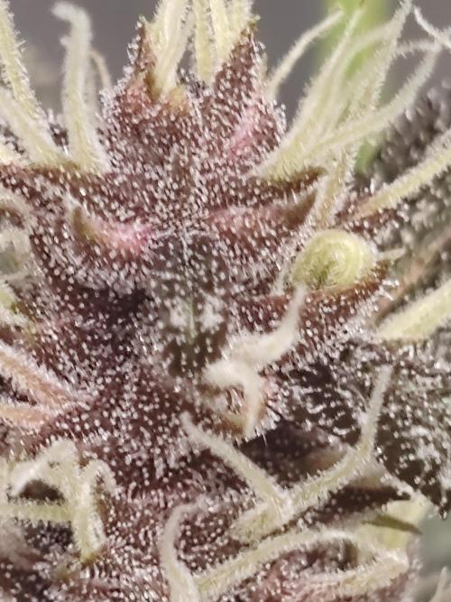 Druhý cyklus. Week 7