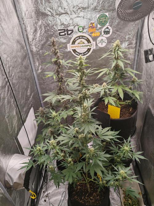 Druhý cyklus. Week 7