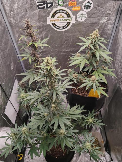 Druhý cyklus. Week 8