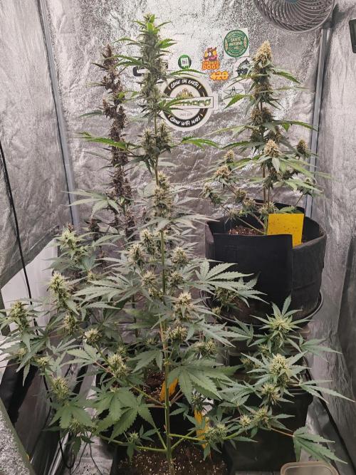 Druhý cyklus. Week 8