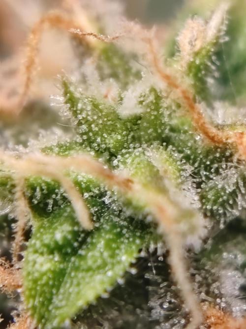 Druhý cyklus. Week 8