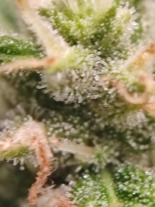 Druhý cyklus. Week 8