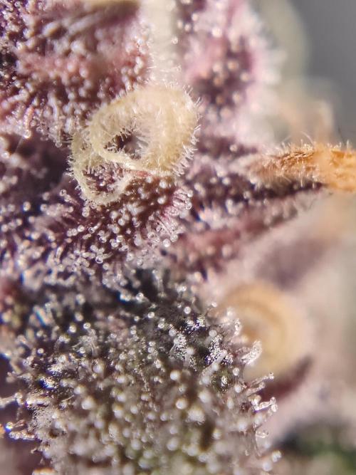 Druhý cyklus. Week 8