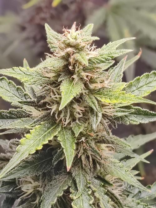 Druhý cyklus. Week 8