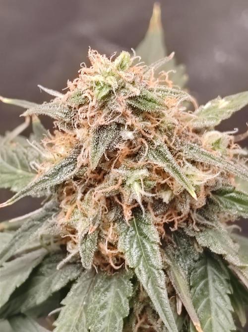 Druhý cyklus. Week 8