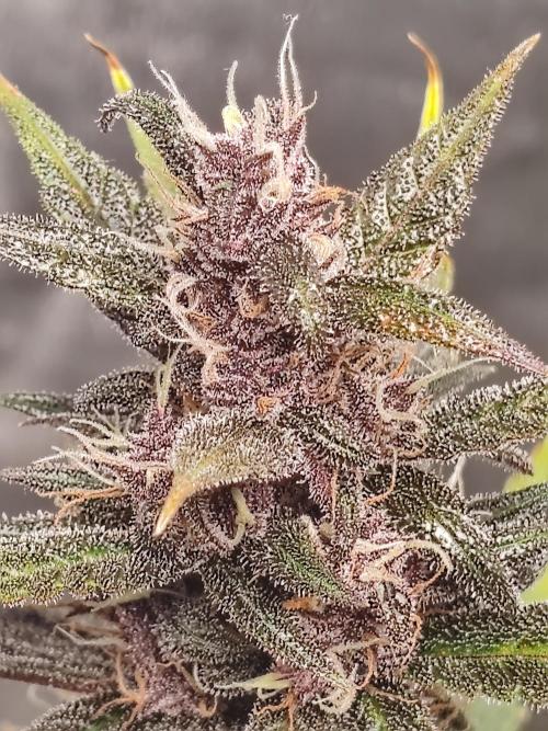 Druhý cyklus. Week 8