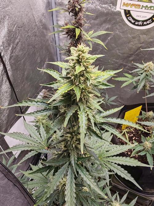 Druhý cyklus. Week 8