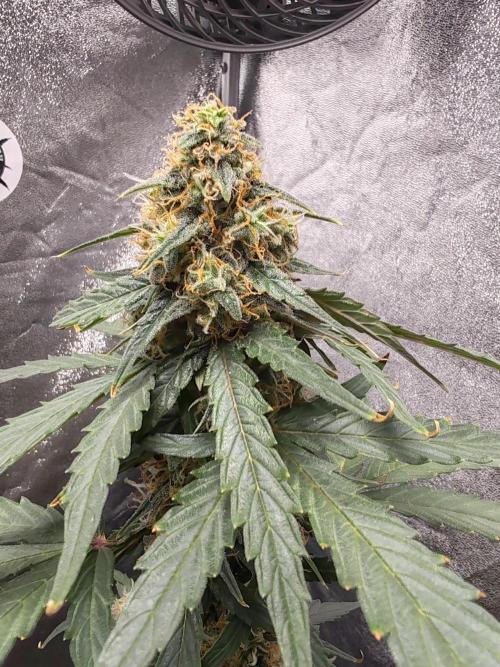 Druhý cyklus. Week 8