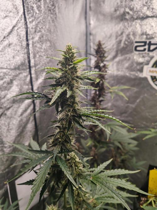 Druhý cyklus. Week 8