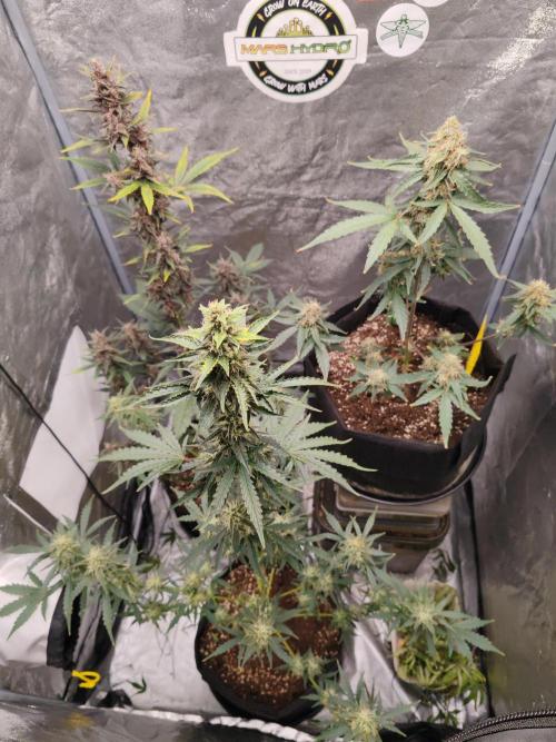 Druhý cyklus. Week 9