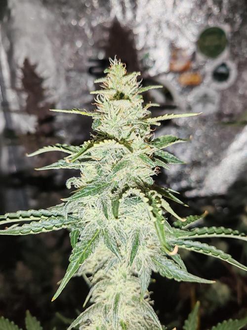 Druhý cyklus. Week 9