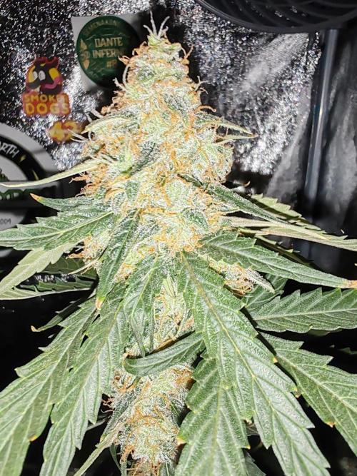 Druhý cyklus. Week 9