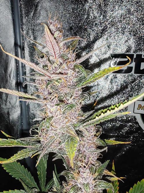 Druhý cyklus. Week 9