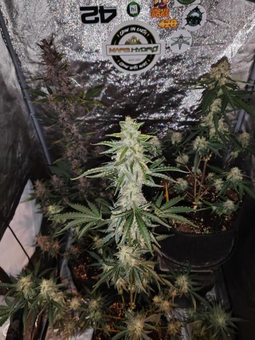 Druhý cyklus. Week 9