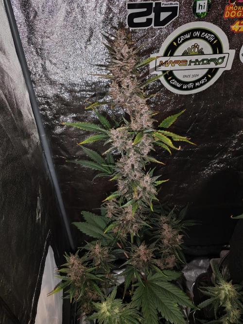 Druhý cyklus. Week 9