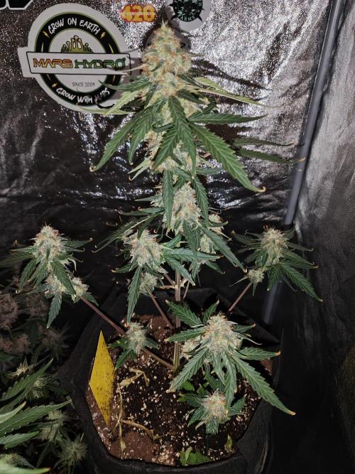 Druhý cyklus. Week 9