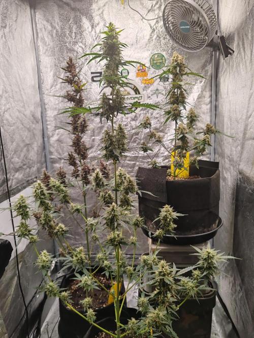 Druhý cyklus. Week 9