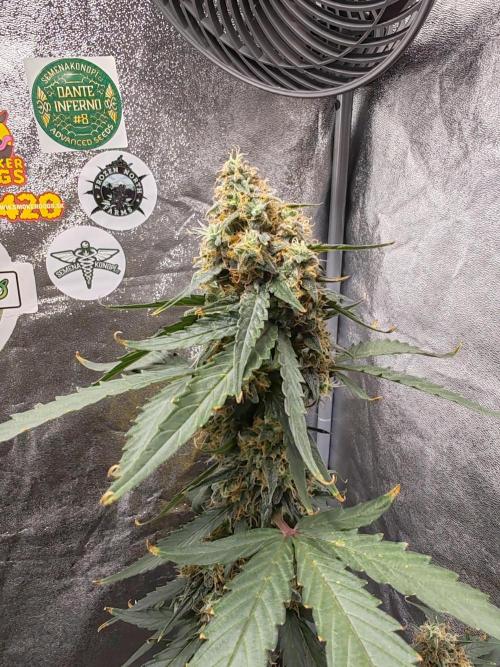 Druhý cyklus. Week 9