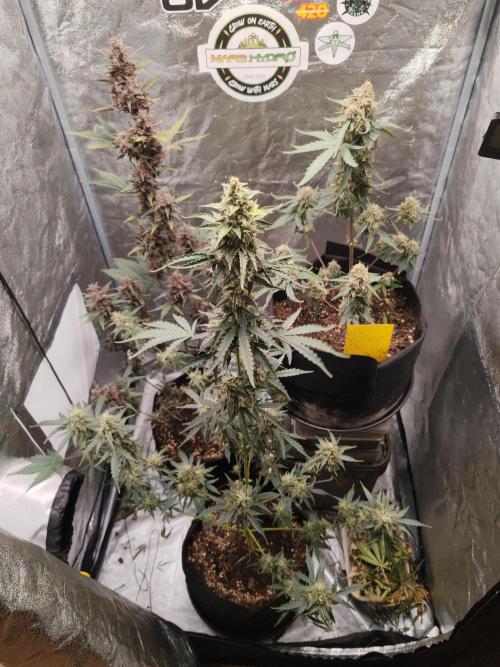 Druhý cyklus. Week 10