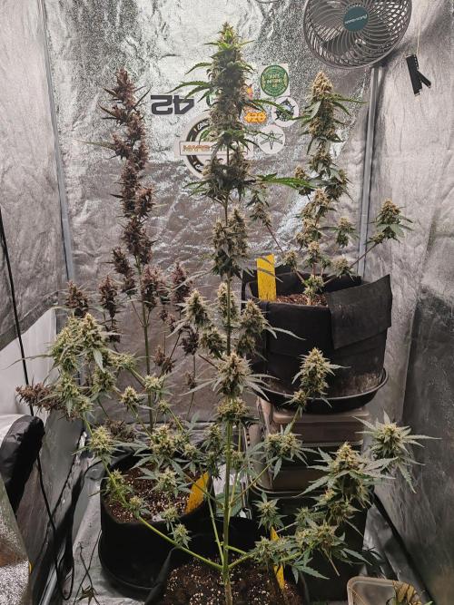 Druhý cyklus. Week 10