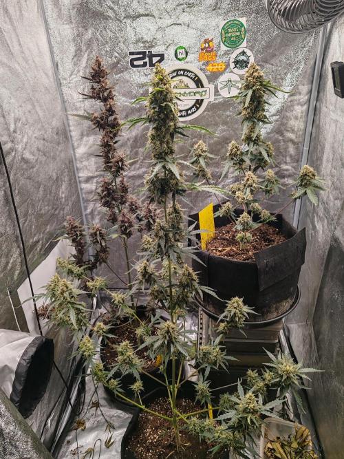 Druhý cyklus. Week 11