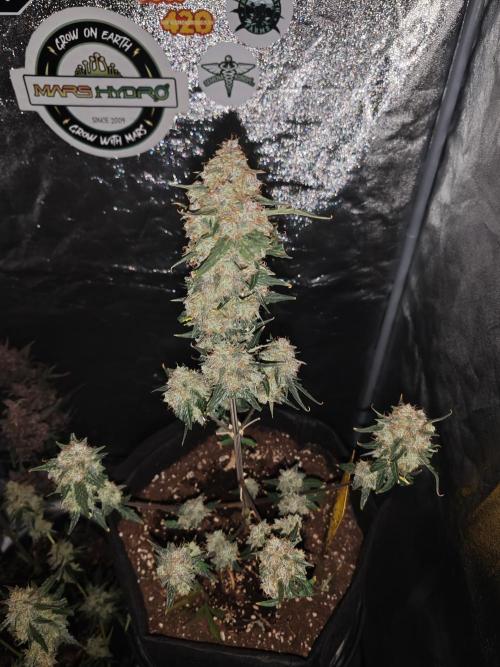 Druhý cyklus. Week 11