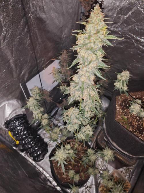 Druhý cyklus. Week 11