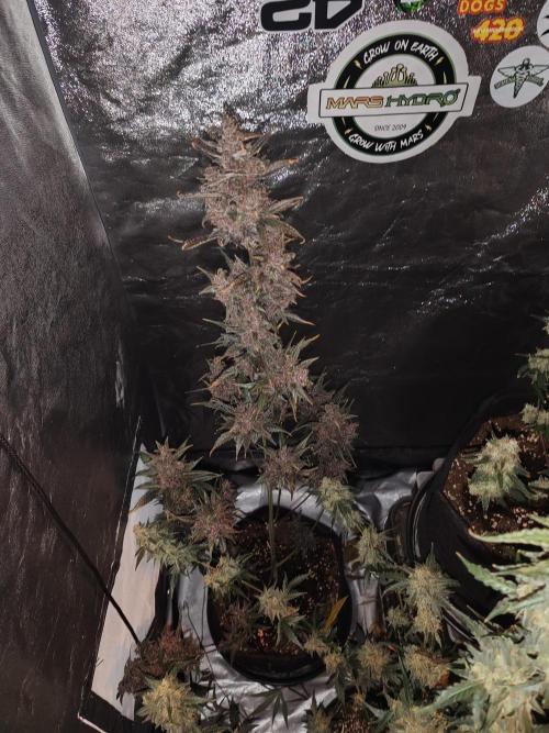 Druhý cyklus. Week 11