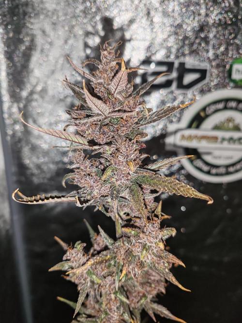 Druhý cyklus. Week 11