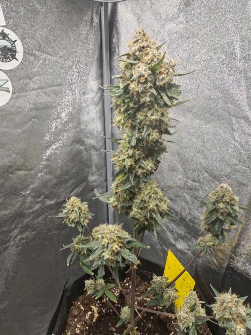 Druhý cyklus. Week 11