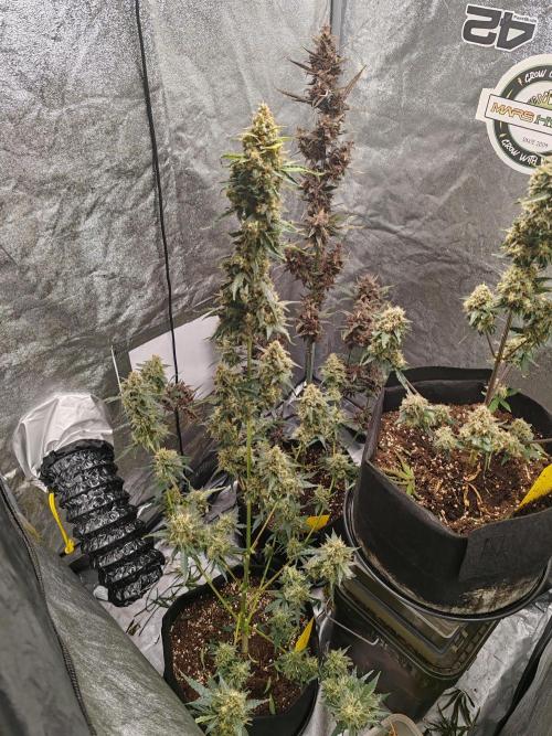 Druhý cyklus. Week 11