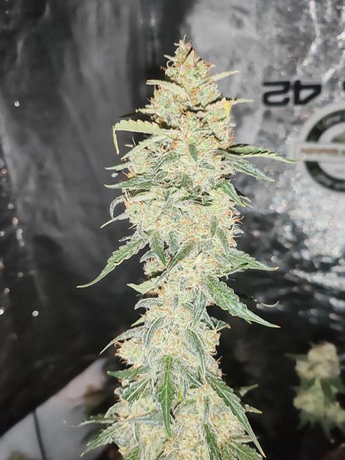 Druhý cyklus. Week 11