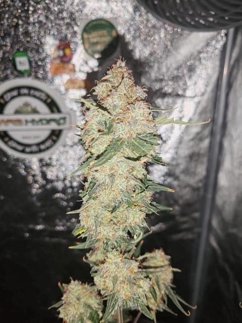 Druhý cyklus. Week 11