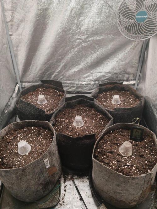 Mix Pack Auto. Week 0
