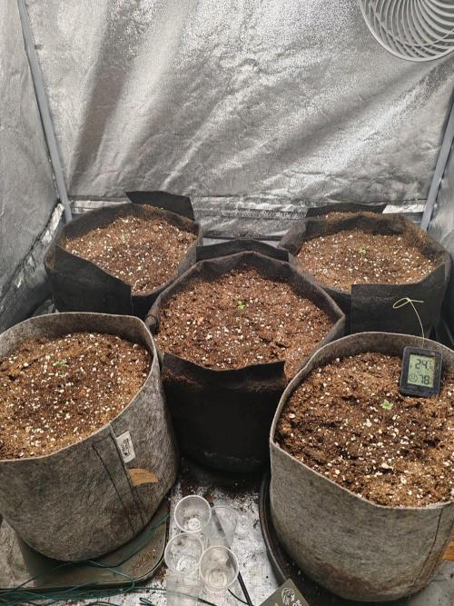 Mix pack 5 auto fast buds 420. Week 1