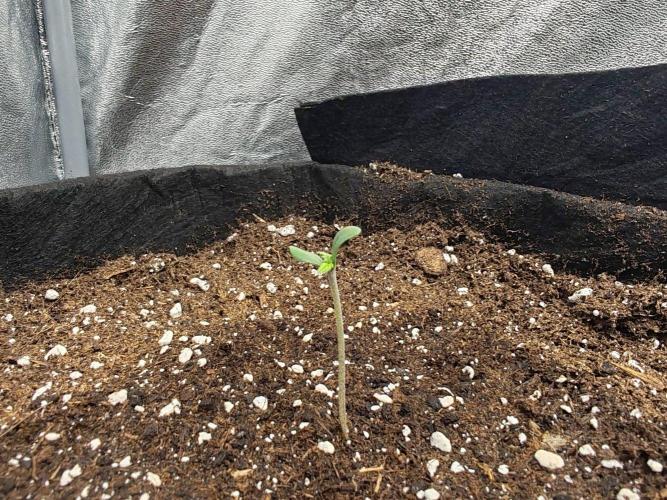 Mix pack 5 auto fast buds 420. Week 1