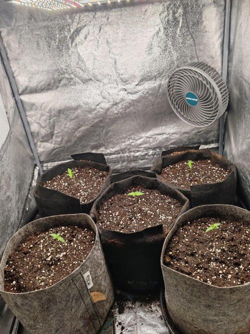 Mix pack 5 auto fast buds 420. Week 1