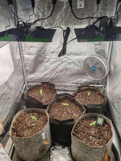 Mix pack 5 auto fast buds 420. Week 1