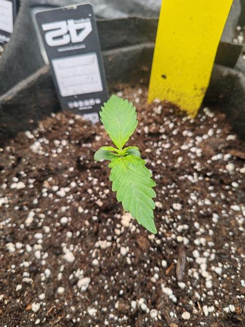 Mix pack 5 auto fast buds 420. Week 1