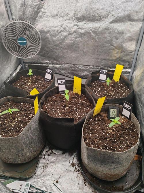 Mix pack 5 auto fast buds 420. Week 1