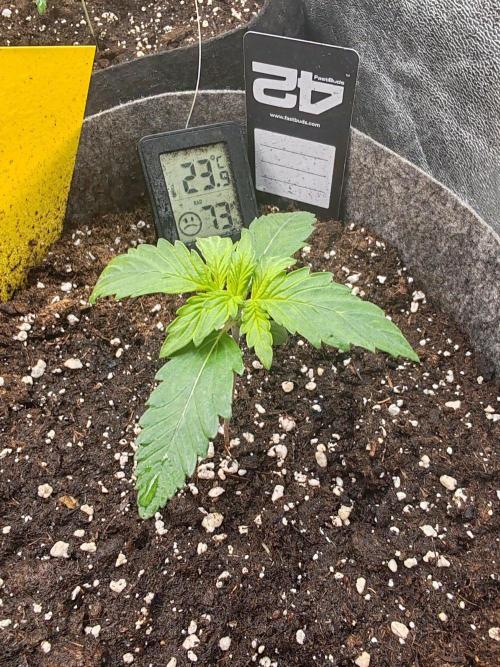Mix pack 5 auto fast buds 420. Week 2