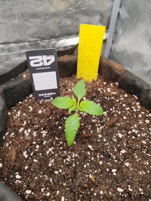 Mix pack 5 auto fast buds 420. Week 2