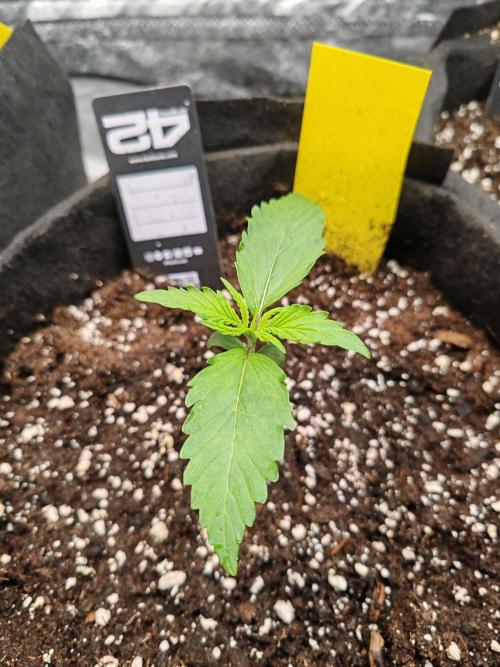 Mix pack 5 auto fast buds 420. Week 2