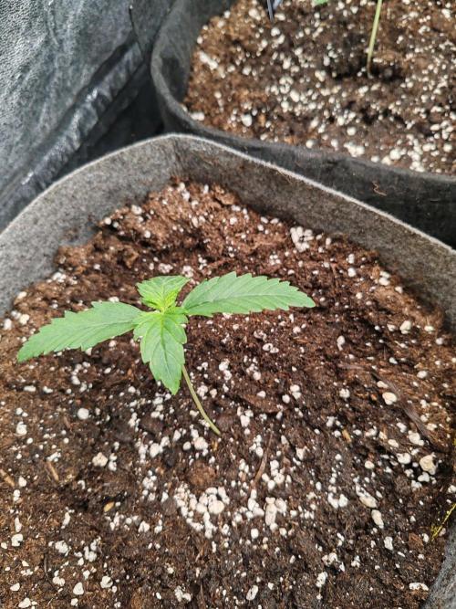 Mix pack 5 auto fast buds 420. Week 2