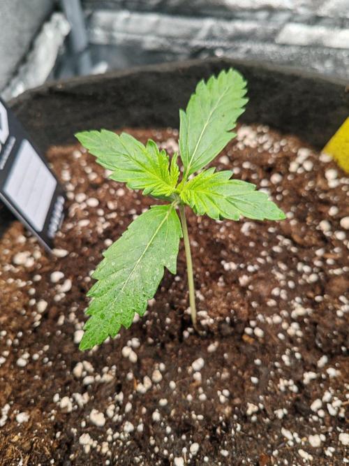 Mix Pack Auto. Week 2